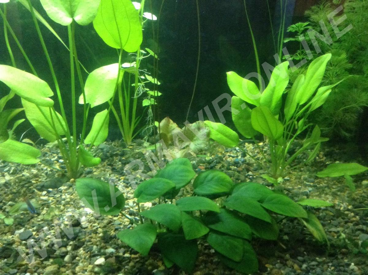 Аквариумное растение Анубиас Нана - купить на сайте объявлений Армавир онлайн