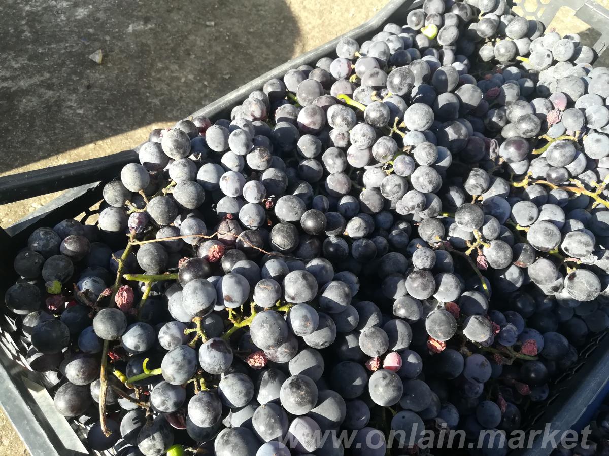 Продаю виноград Изабелла - купить на сайте объявлений Армавир онлайн