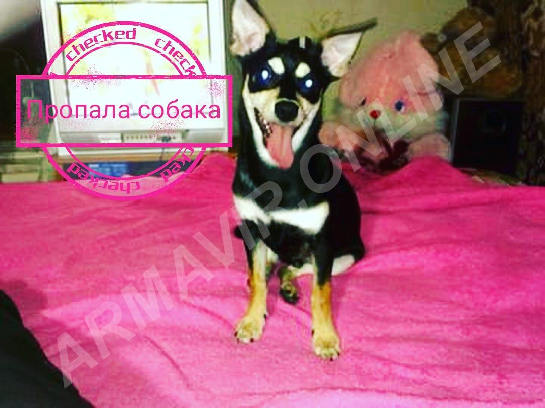 Пропала собака - купить на сайте объявлений Армавир онлайн