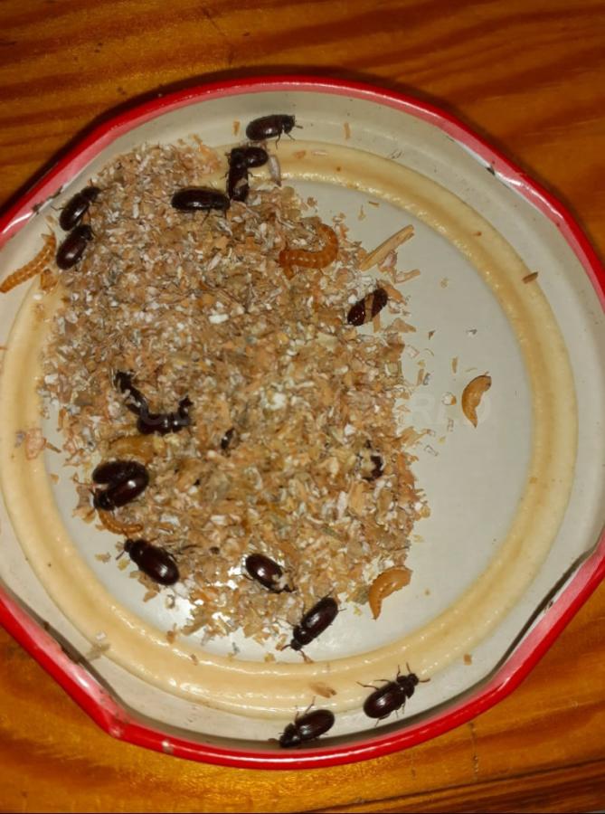 Жук знахарь и его личинки - купить на сайте объявлений Ялта онлайн