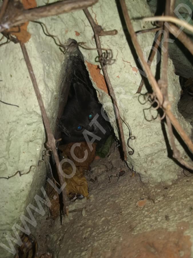 Найден котенок возле Атриума в Армавире Армавир