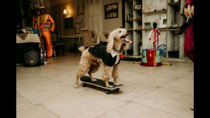 Цирковое шоу Анапа, Темрюк, Новороссийск  Армавир