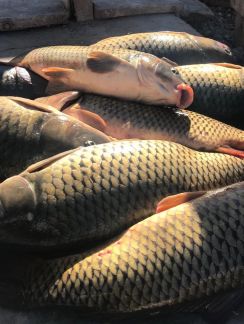 Рыба  Армавир