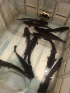 Мраморный сом живая рыба  Армавир