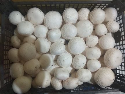 Шампиньоны  Армавир