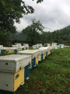Мед  - купить на сайте объявлений Апшеронск онлайн