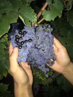 Виноград Винный  Армавир