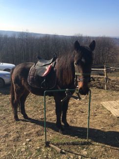 Конные прогулки южное сияние  Армавир