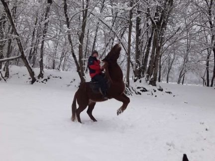 Конные прогулки  Армавир