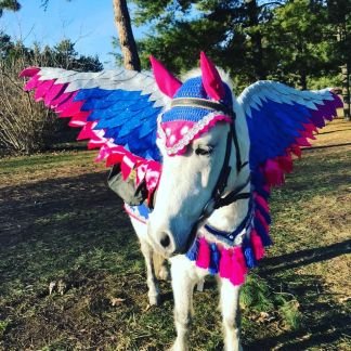 Катание на пони, фотосессии  Армавир