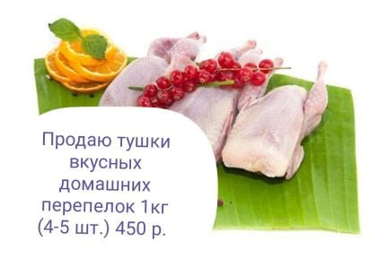 Перепелки  - купить на сайте объявлений Краснодарский край онлайн