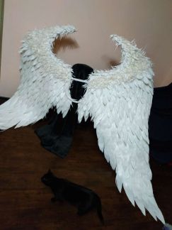 Крылья ангела в аренду  Армавир