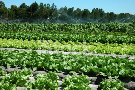 Разнорабочие  - купить на сайте объявлений Абинск онлайн