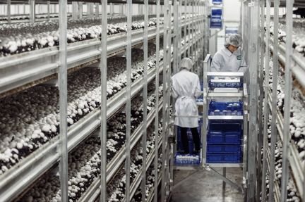 Сборщик грибов  - купить на сайте объявлений Краснодар онлайн