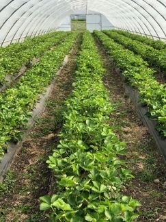 Рабочий на поле  - купить на сайте объявлений Краснодар онлайн