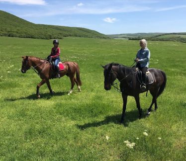Обучение верховой езде  Армавир