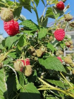 Малина ягоды  Армавир