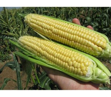 Продам сладкую кукурузу  - купить на сайте объявлений Кущевская онлайн