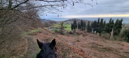 Конные прогулки, уроки верховой езды  Армавир