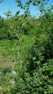 Участок 6 сот. (ИЖС)  - купить на сайте объявлений Армавир онлайн