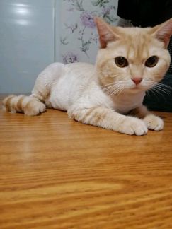 Стрижка животных  - купить на сайте объявлений Армавир онлайн