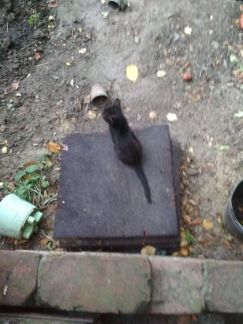 Участок 6 (СНТ, ДНП)  - купить на сайте объявлений Армавир онлайн