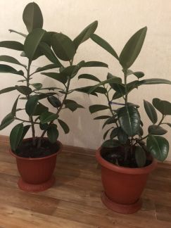 Фикус  Армавир