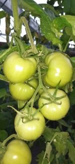 Бурелый помидор  Армавир