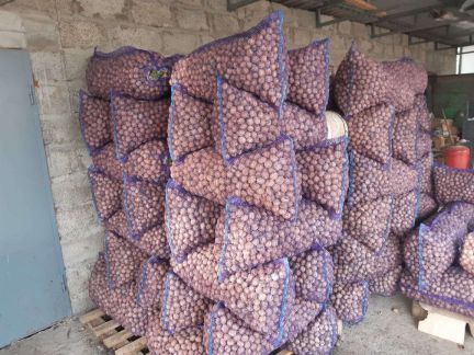 Грецкий орех  Армавир