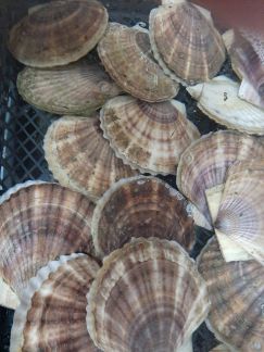 Гребешок живой  Армавир