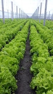 Салат  - купить на сайте объявлений Армавир онлайн