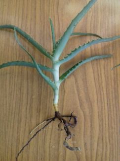 Продам отростки лечебного растения Алое  - купить на сайте объявлений Армавир онлайн