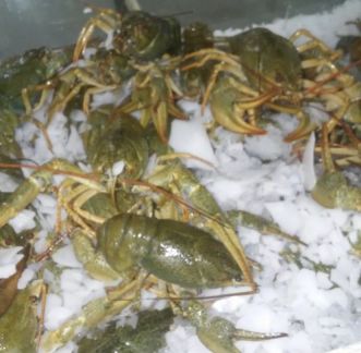 Раки в розницу  - купить на сайте объявлений Армавир онлайн