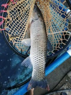 Живая рыба  - купить на сайте объявлений Армавир онлайн