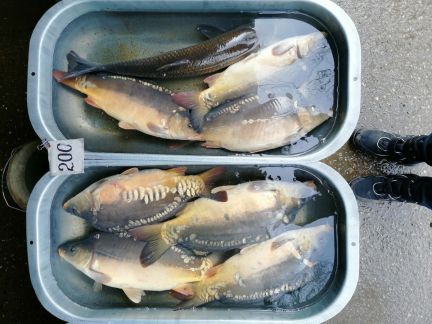 Живая рыба  Армавир