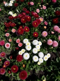 Маргаритка  - купить на сайте объявлений Армавир онлайн