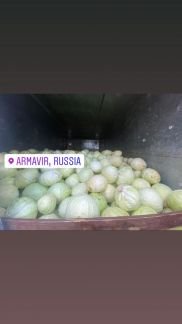 Капуста дагестанская  - купить на сайте объявлений Армавир онлайн