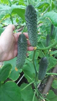 Продукты  - купить на сайте объявлений Армавир онлайн