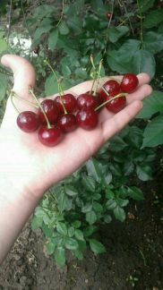 Вишня-Черешня  - купить на сайте объявлений Армавир онлайн