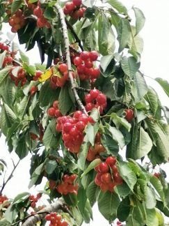 Черешня  - купить на сайте объявлений Армавир онлайн