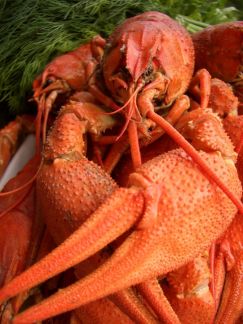 Живые и вареные раки, доставка, опт и розница  Армавир